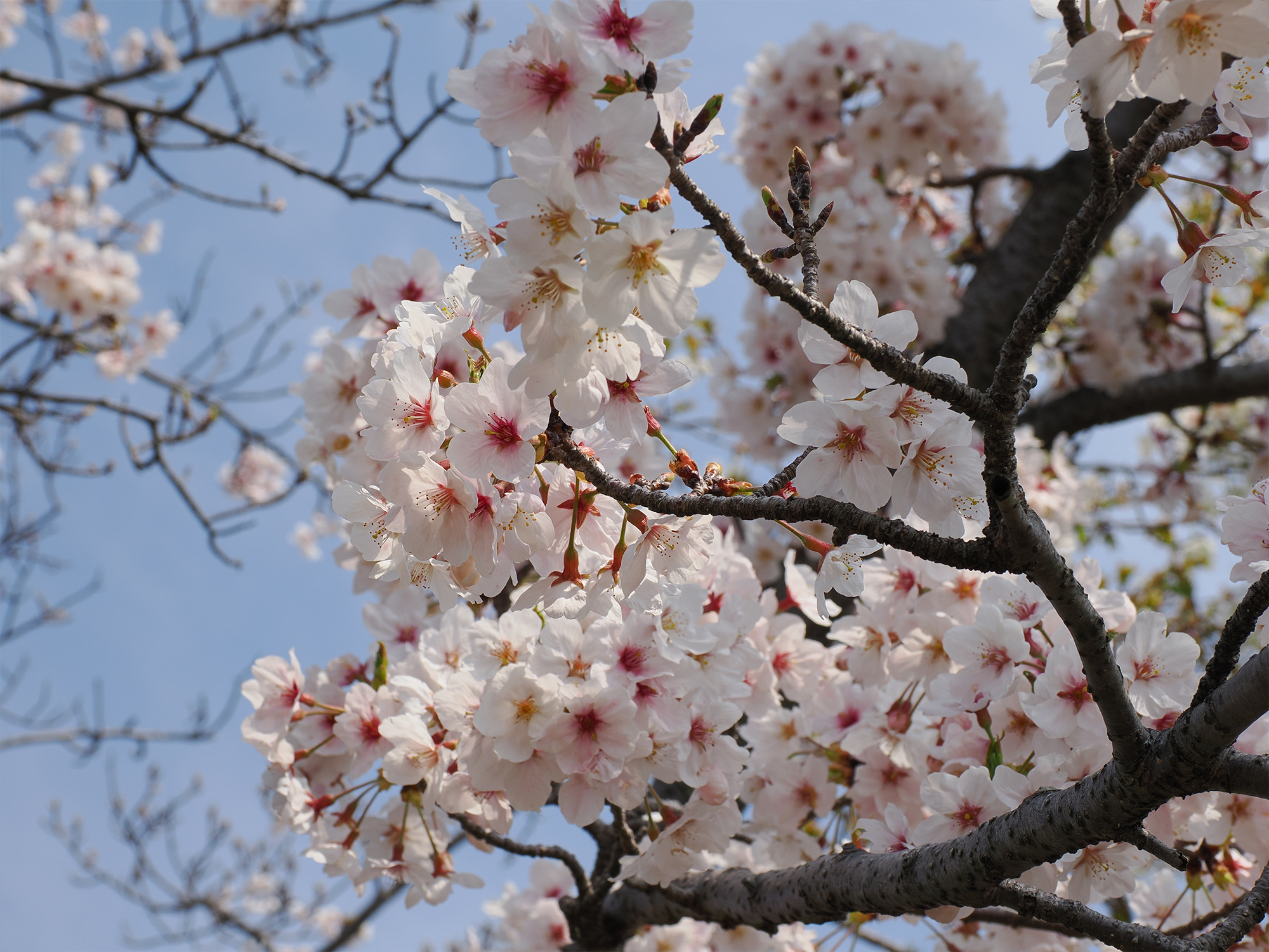 花見　～特養～