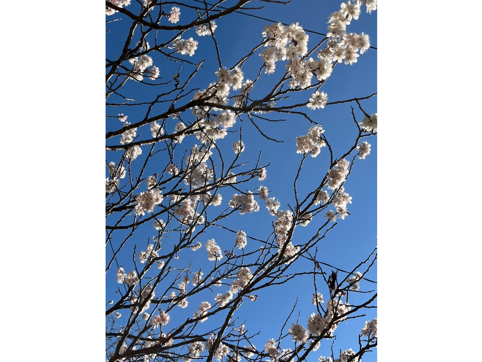 もうすぐ春ですね　～通所～